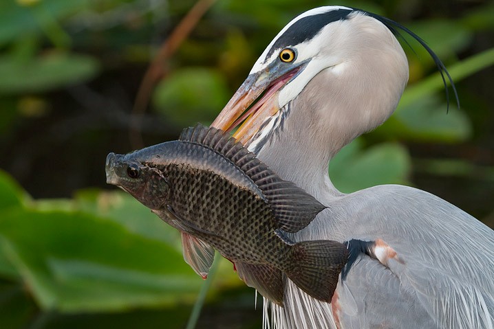 Kanadareiher Ardea herodias Great Blue Heron